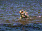 red-merle Australian Shepherd