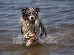 blue-merle Australian Shepherd