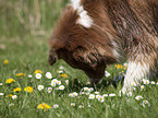 schnuppernder Australian Shepherd