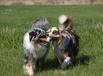 spielende Australian Shepherds