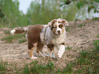 Australian Shepherd Welpe