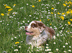 Australian Shepherd Welpe