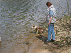 Australian Shepherd Welpe