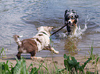 spielende Australian Shepherds