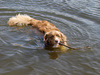 Australian Shepherd