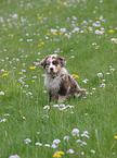 Australian Shepherd Welpe