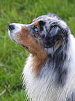 blue-merle Australian Shepherd