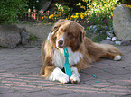 liegender Australian Shepherd