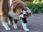 spielende Australian Shepherds