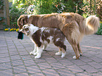 spielende Australian Shepherds