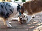 spielende Australian Shepherds