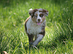 Australian Shepherd Welpe