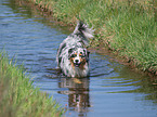 blue-merle Australian Shepherd