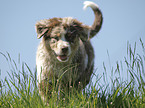 Australian Shepherd Welpe