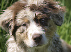 Australian Shepherd Welpe