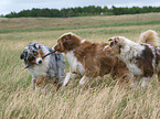 spielende Australian Shepherds