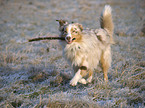 red-merle Australian Shepherd