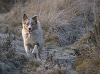 red-merle Australian Shepherd