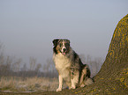 blue-merle Australian Shepherd