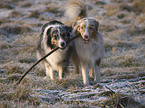 spielende Australian Shepherd