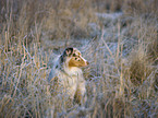 red-merle Australian Shepherd