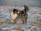 blue-merle Australian Shepherd