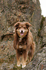 Australian Shepherd Hndin