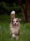 rennender Australian Shepherd