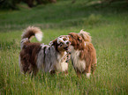 spielende Australian Shepherds