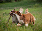 spielende Australian Shepherds