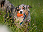 spielender Australian Shepherd