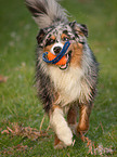 spielender Australian Shepherd