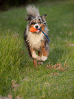 spielender Australian Shepherd