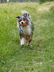 spielender Australian Shepherd