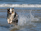 rennender Australian Shepherd