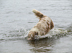 badender Australian Shepherd