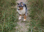 rennender Australian Shepherd