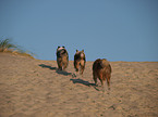 rennende Australian Shepherds