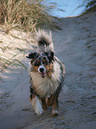 laufender Australian Shepherd