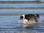 laufender Australian Shepherd