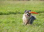 spielender Australian Shepherd