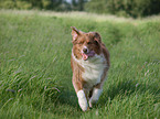 rennender Australian Shepherd