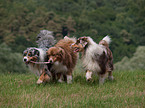 spielende Australian Shepherds