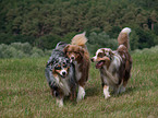 spielende Australian Shepherds