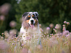 Australian Shepherd