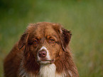 Australian Shepherd Portrait