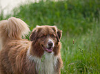 Australian Shepherd Portrait