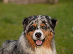 Australian Shepherd Portrait