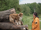 Australian Shepherd