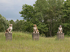 Australian Shepherds